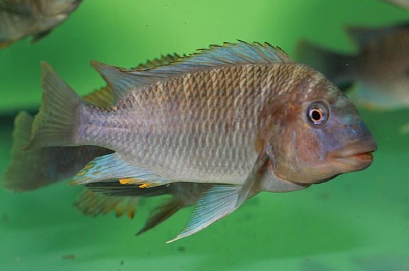 Petrochromis famula 'Kilewani'